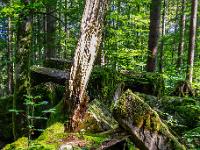 Sonne scheint auf abgesplitterten Baumstamm, daneben angelehnter Felsklotz